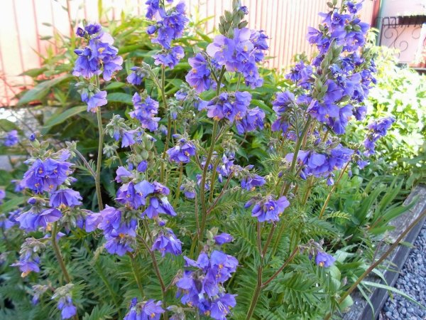 Polemonium caeruleum