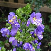 Polemonium caeruleum