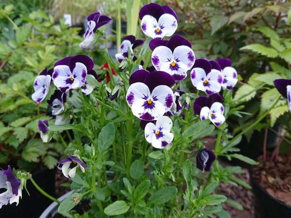 Viola (Violet) - Random Hybrid Mix