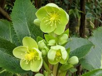 Helleborus argutifolius (Hellebore, Lenten Rose, Christmas Rose)