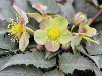 Helleborus sternii 'Silver Dollar' (Hellebore, Lenten Rose, Christmas Rose)