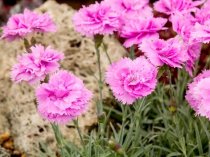 Dianthus 'Whatfield Cancan'