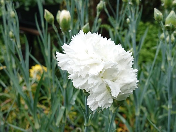 Dianthus 'Memories' (Scent First series)