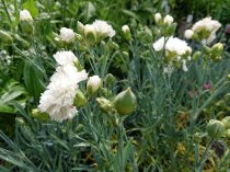 Dianthus 'Memories' (Scent First series)