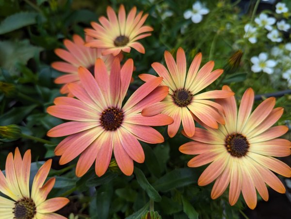 Osteospermum 'Senoritas Valencia'