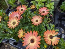 Osteospermum 'Senoritas Valencia'