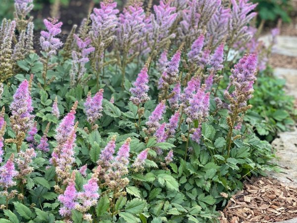 Astilbe chinensis 'Pumila'