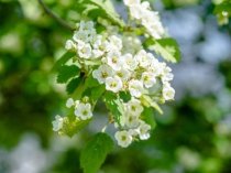 Crataegus morogyna multi (Common Hawthorn)