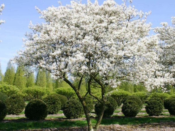 Crataegus morogyna multi (Common Hawthorn)