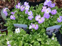 Aubretia 'Blue Bicolour'