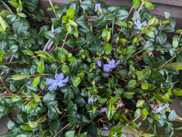 Vinca minor (Lesser Periwinkle)