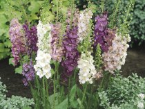 Verbascum phoeniceum hybrids