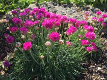 Armeria maritima 'splendens'