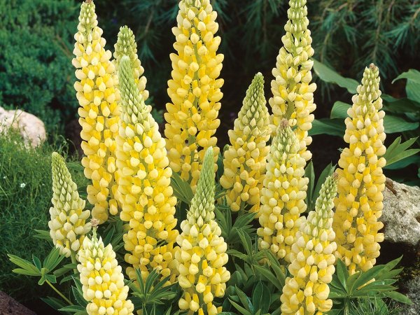 Lupinus 'Gallery Yellow' (Lupin Gallery Yellow) (2.5 ltr pot)