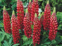 Lupinus 'Gallery Red' (Lupin Gallery Red) (2.5 ltr pot)