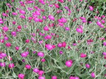 Lychnis coronaria (Rose Campion)