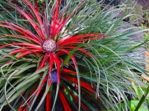 Fascicularia bicolor