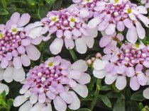 Iberis sempervirens 'Pink Ice' (Candytuft 'Pink Ice')