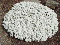 Iberis sempervirens 'Pink Ice' (Candytuft 'Pink Ice')