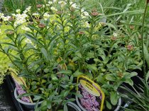 Iberis sempervirens 'Pink Ice' (Candytuft 'Pink Ice')