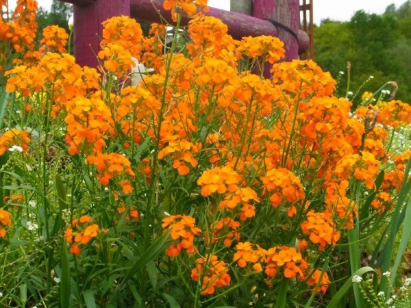 Erysimum 'Orange Zwerg' (Wallflower 'Orange Dwarf')