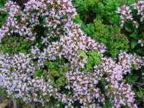 Origanum vulgare 'Compactum' (Compact Oregano/Margoram)