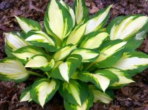 Hosta 'Color Festival' (Plantain Lily 'Color Festival')