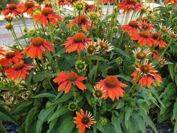 Echinacea purpurea 'Lakota Orange' (Cone Flower 'Lakota Orange')