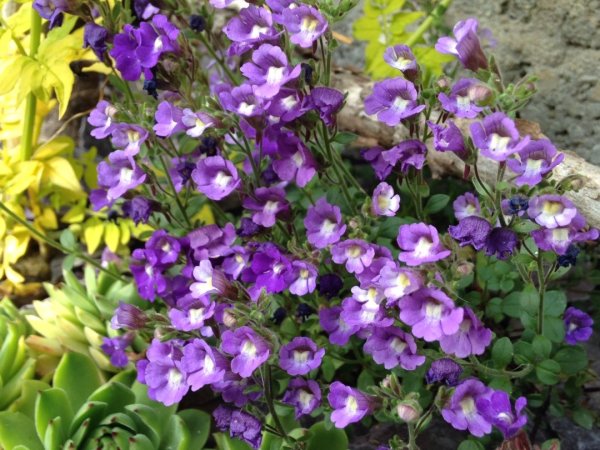 Chaenorhinum organifolium 'Blue Dream'