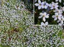 Pratia pedunculata 'Alba'