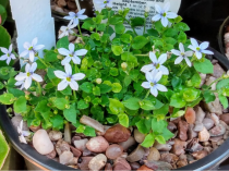 Pratia pedunculata 'Alba'