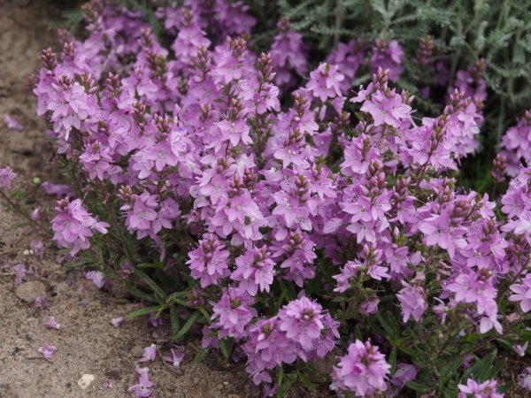 Veronica prostrata 'Lilac Time'