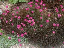 Armeria maritima 'Rubrifolia' (Thrift 'In The Red')