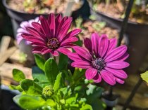 Osteospermum 'Senoritas Tanja'