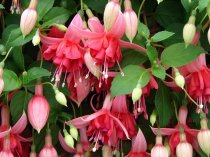 Fuchsia 'Blaze Away'