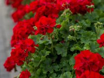 Pelargonium peltatum 'Ruby' (Trailing Ivy-Leaf Geranium 'Ruby')