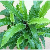 Asplenium scolopendrium 'Cristatum'