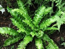 Asplenium scolopendrium 'Cristatum'