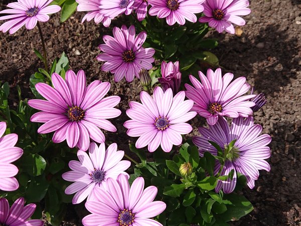 Osteospermum 'Senoritas Lola'