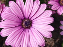 Osteospermum 'Senoritas Lola'