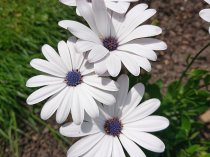 Osteospermum 'Senoritas Christina'