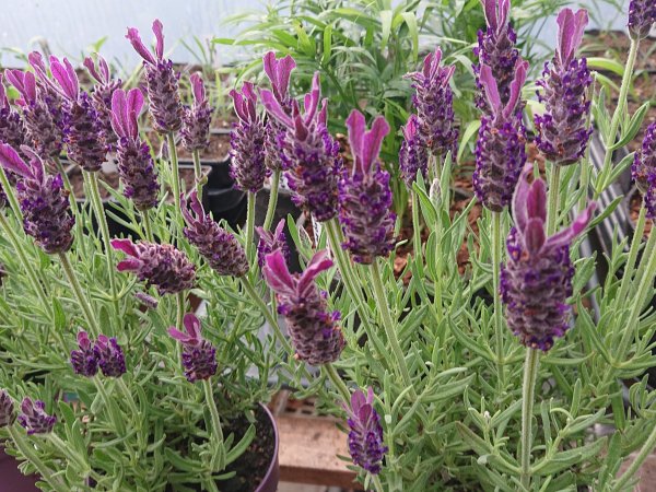 Lavandula stoechas (French Lavender) (2 ltr pots)