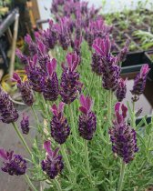 Lavandula stoechas (French Lavender) (2 ltr pots)