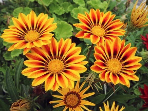 Gazania 'Tiger Stripes' (Treasure Flower 'Tiger Stripes')