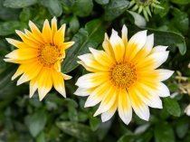 Gazania 'Sunny Side Up' (Treasure Flower 'Sunny Side Up')