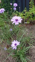 Catananche caerulea (Cupid's Dart, blue) (9 cm pot)