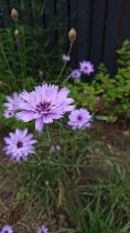 Catananche caerulea (Cupid's Dart, blue) (9 cm pot)