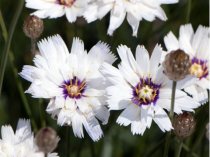 Catananche caerulea 'Alba' (Cupid's Dart, white) (9 cm pot)